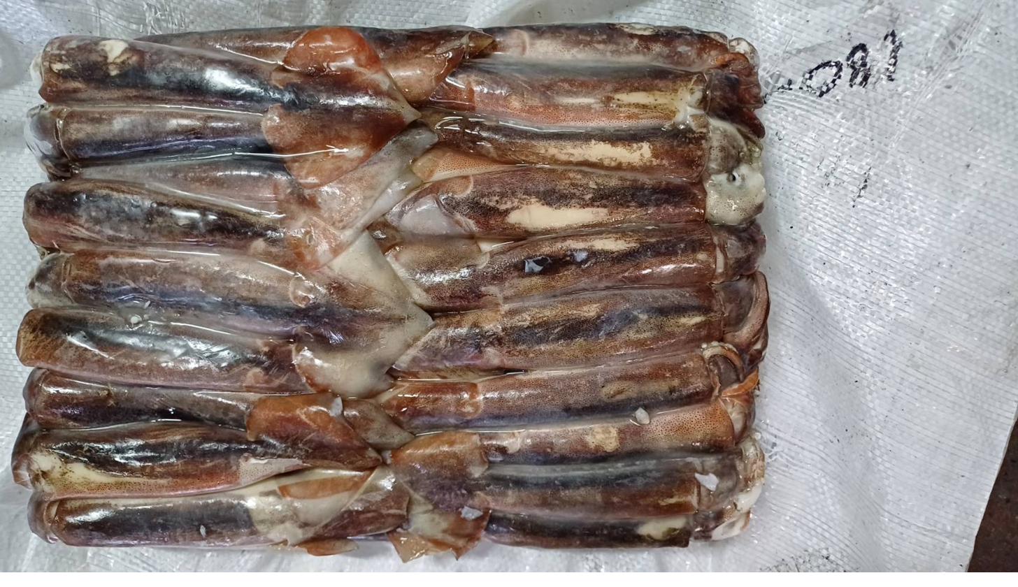 Tail-count squid grading — operations bench.
