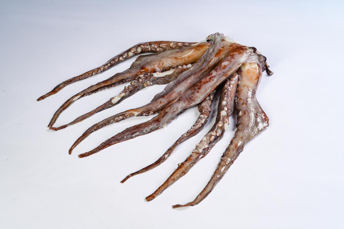 Dosidicus gigas — Giant squid tentacles, whole-round product photo