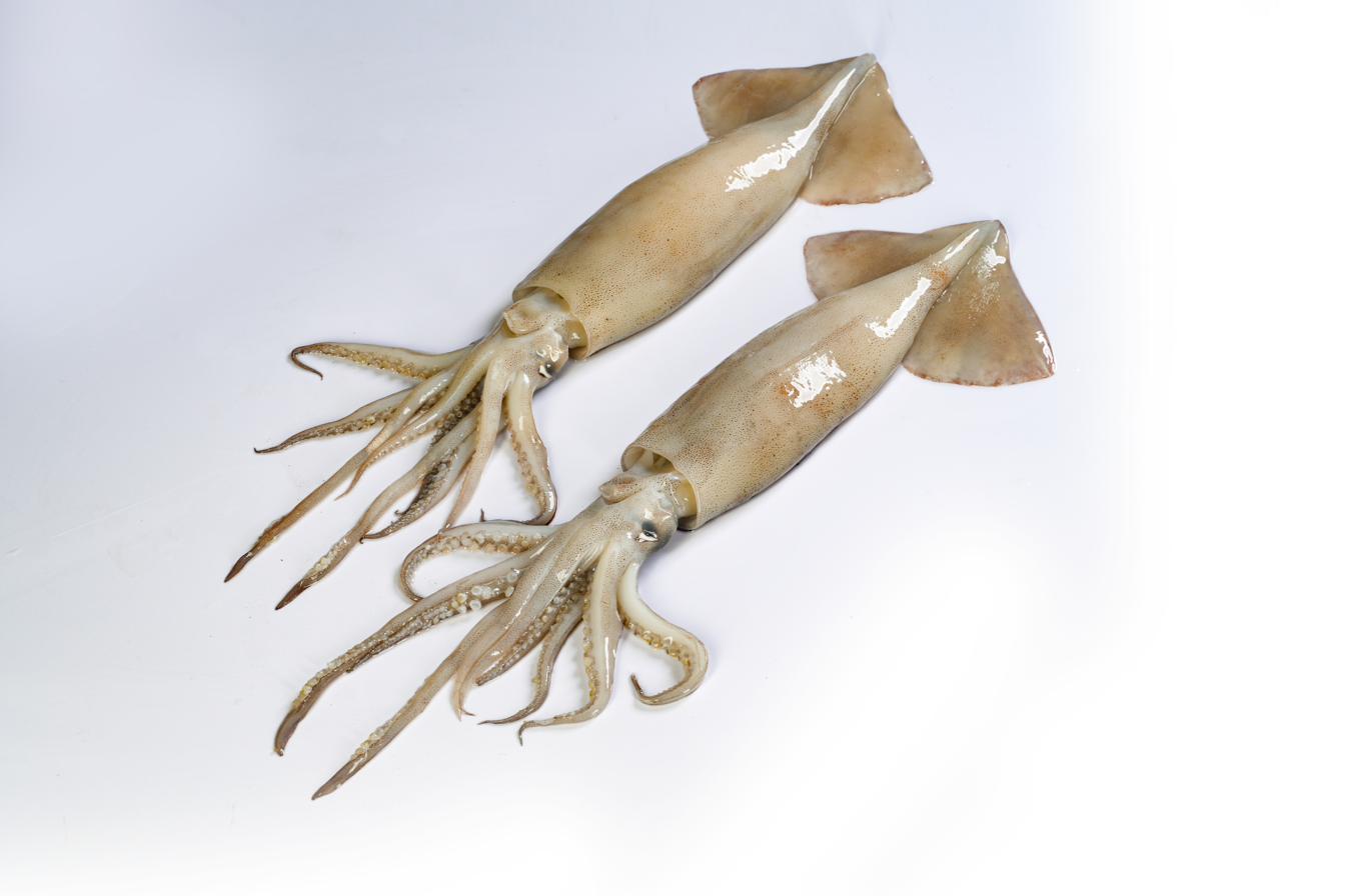Illex argentinus — Argentine Shortfin Squid, whole round, two specimens shown