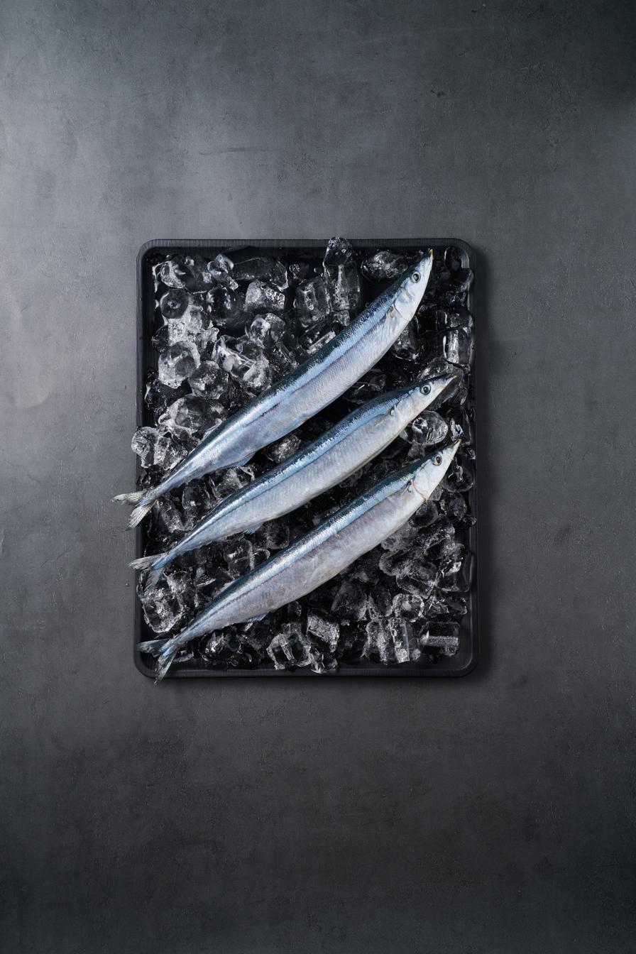 Cololabis saira — Pacific saury, three specimens shown on ice